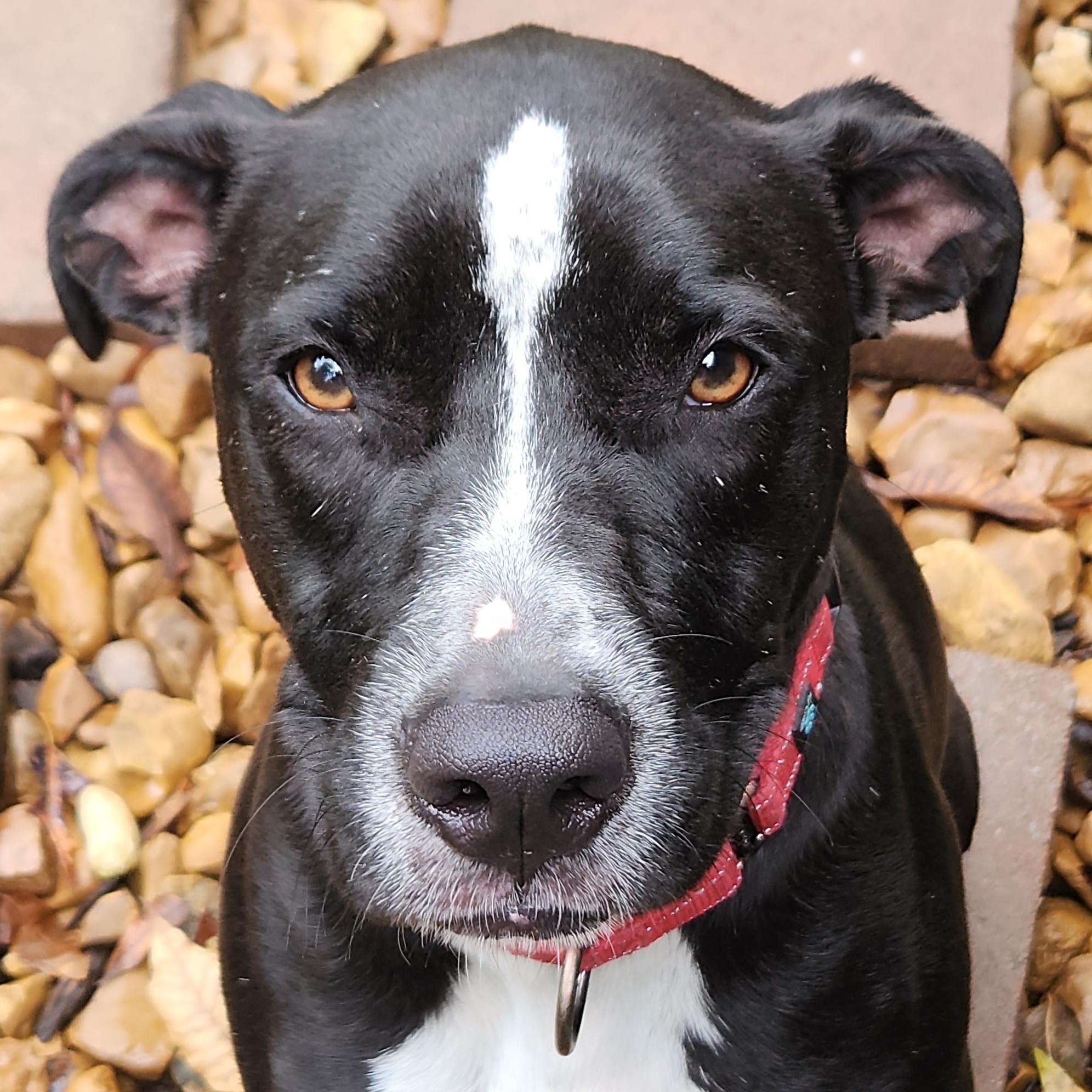 Cupid, a Adoptable mixed breed in Flintstone, GA image 2/6