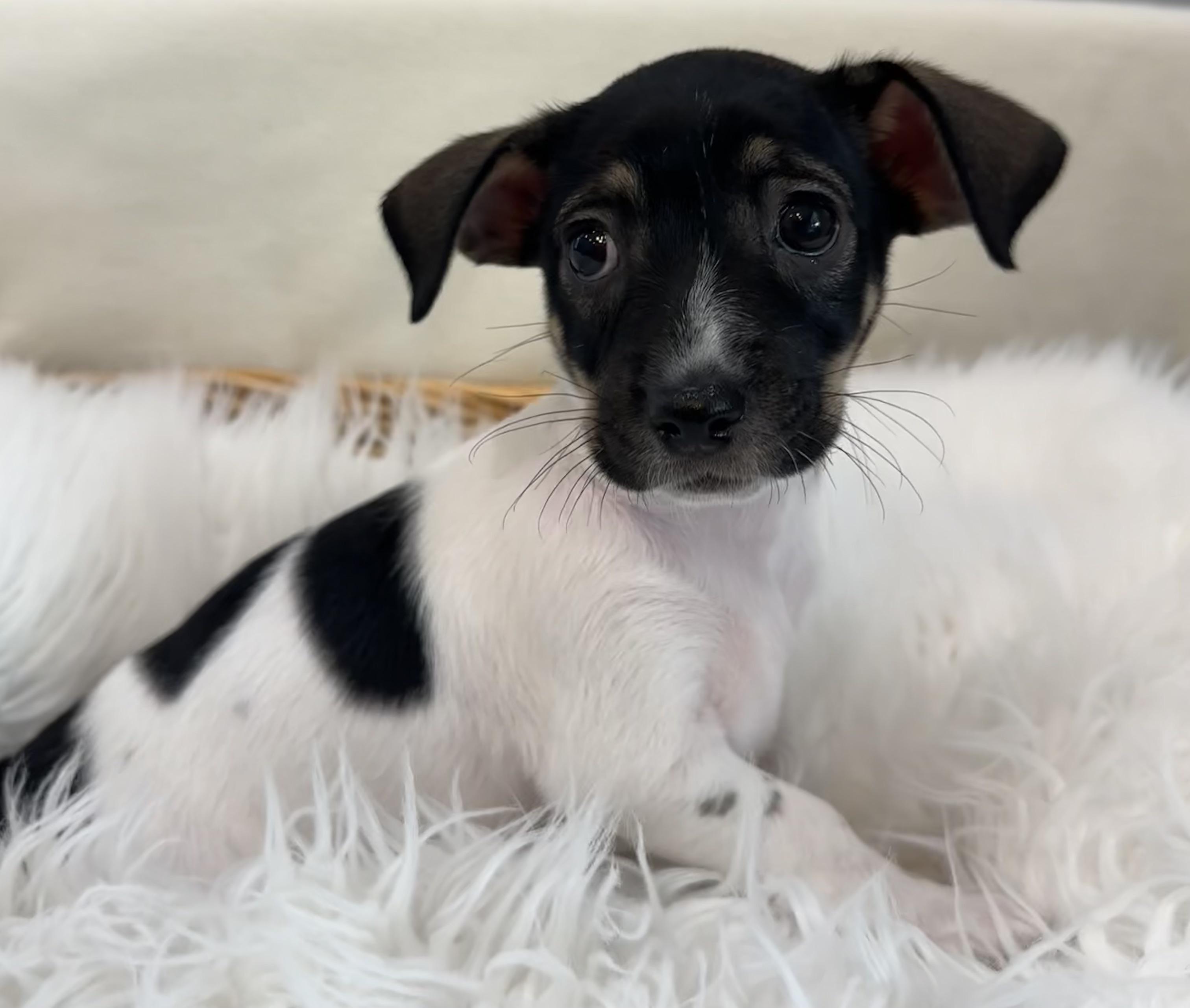 Adrienne, an adopted mixed breed in Lawrenceville, GA image 2/2