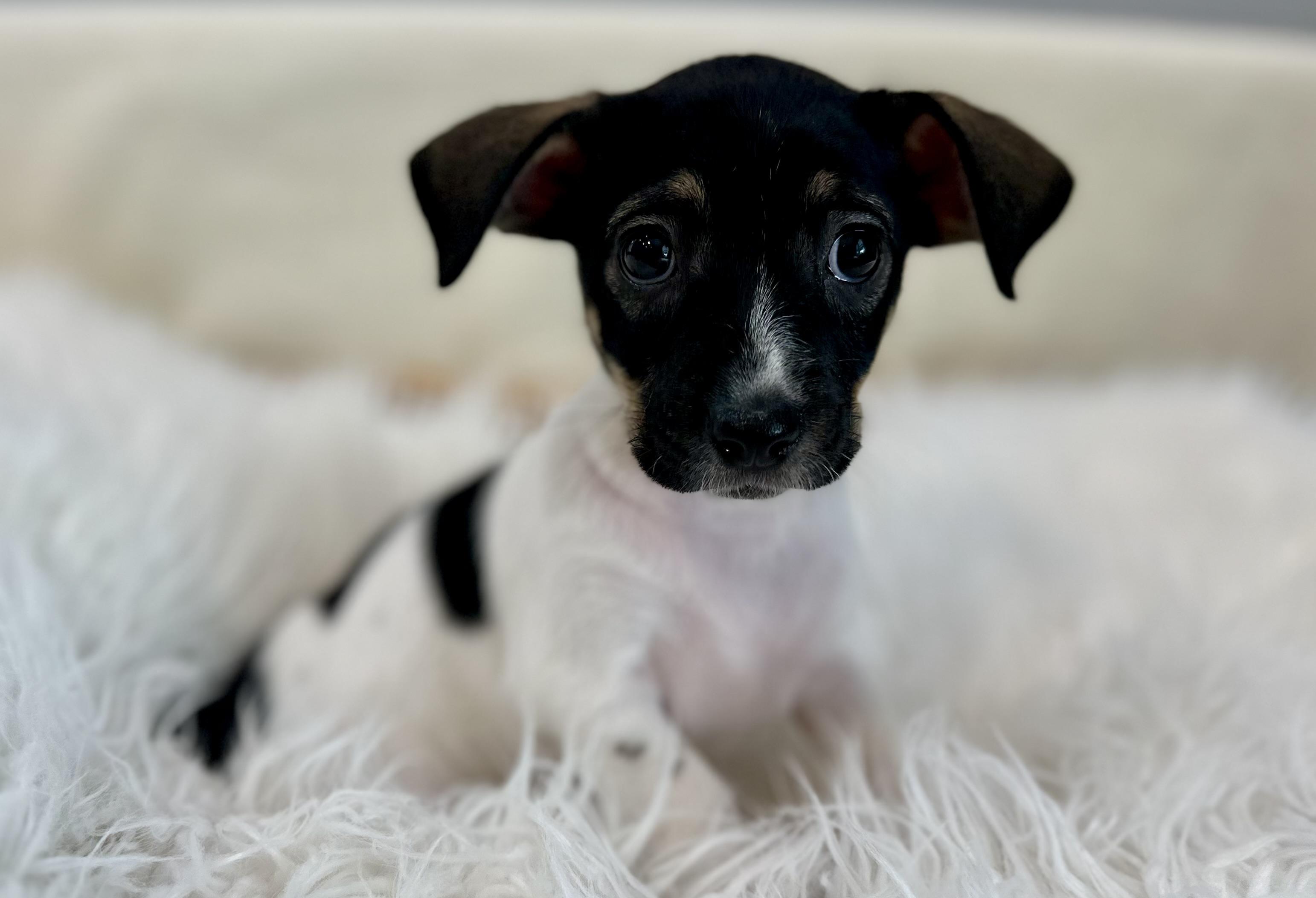 Adrienne, adopted, Puppy Female Rat Terrier & Beagle.