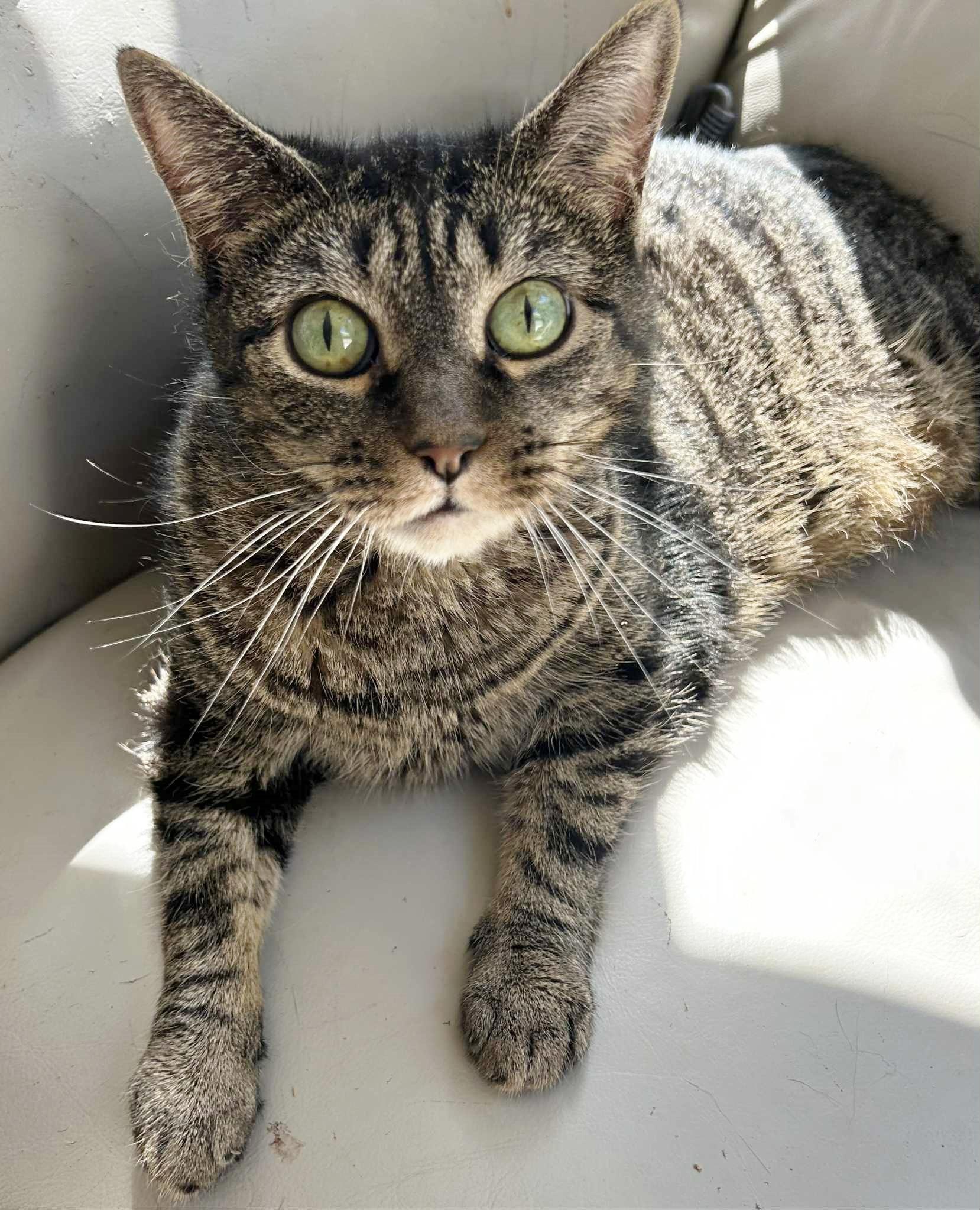 Enlarge Fiona   , a ADOPTABLE Tabby in Ocean City, NJ image 1/1