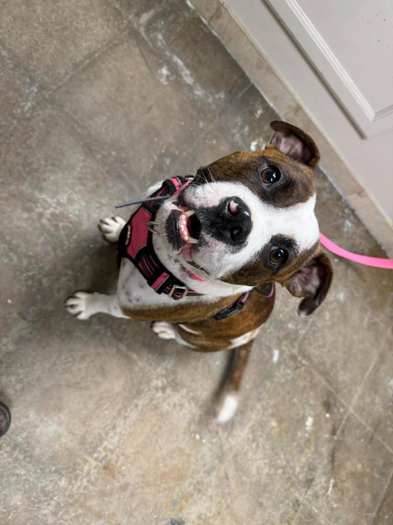 Enlarge Cookie Mama, a Adopted mixed breed in Raleigh, NC image 2/6
