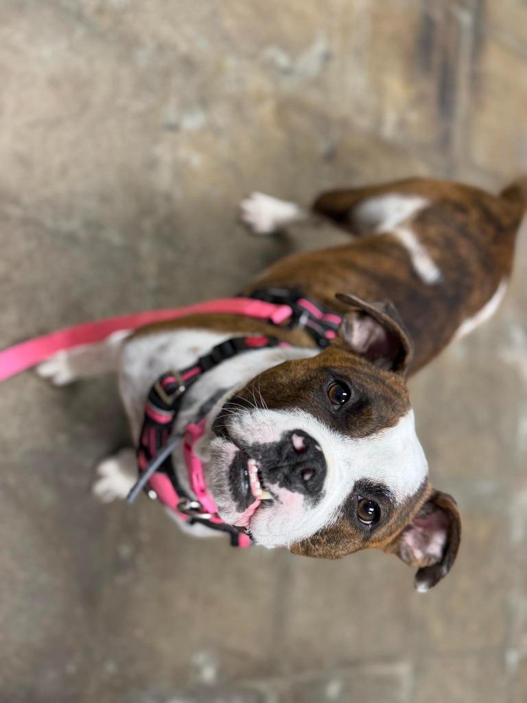 Enlarge Cookie Mama, a Adopted mixed breed in Raleigh, NC image 4/6