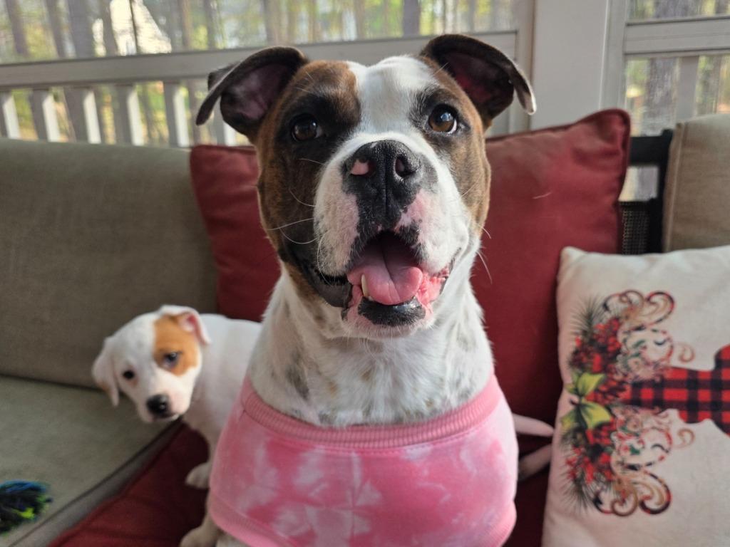 Enlarge Cookie Mama, a Adopted mixed breed in Raleigh, NC image 5/6
