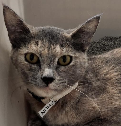 Arun, Adoptable, Adult Female Tortoiseshell & Domestic Short Hair.