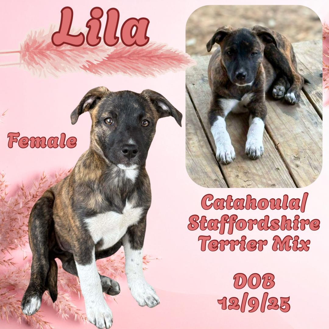 Lila