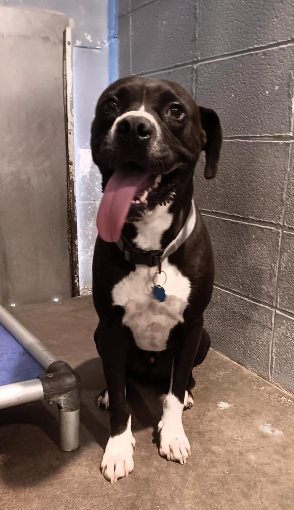 Chico, Adoptable, Adult Male Pit Bull Terrier & Labrador Retriever.