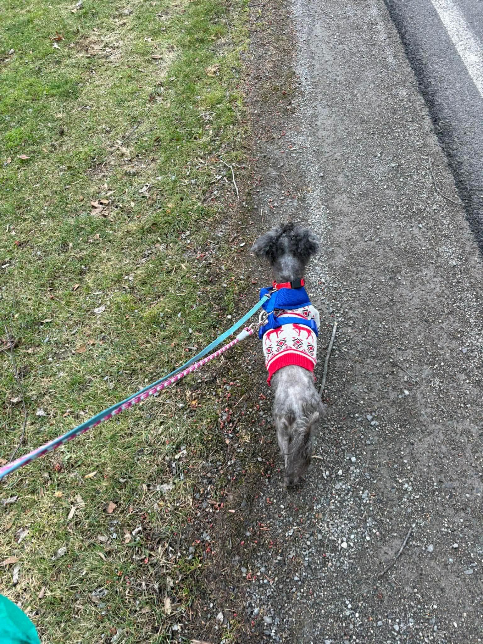 Enlarge Clover, an adopted Mixed Breed in Rochester , NY image 2/2