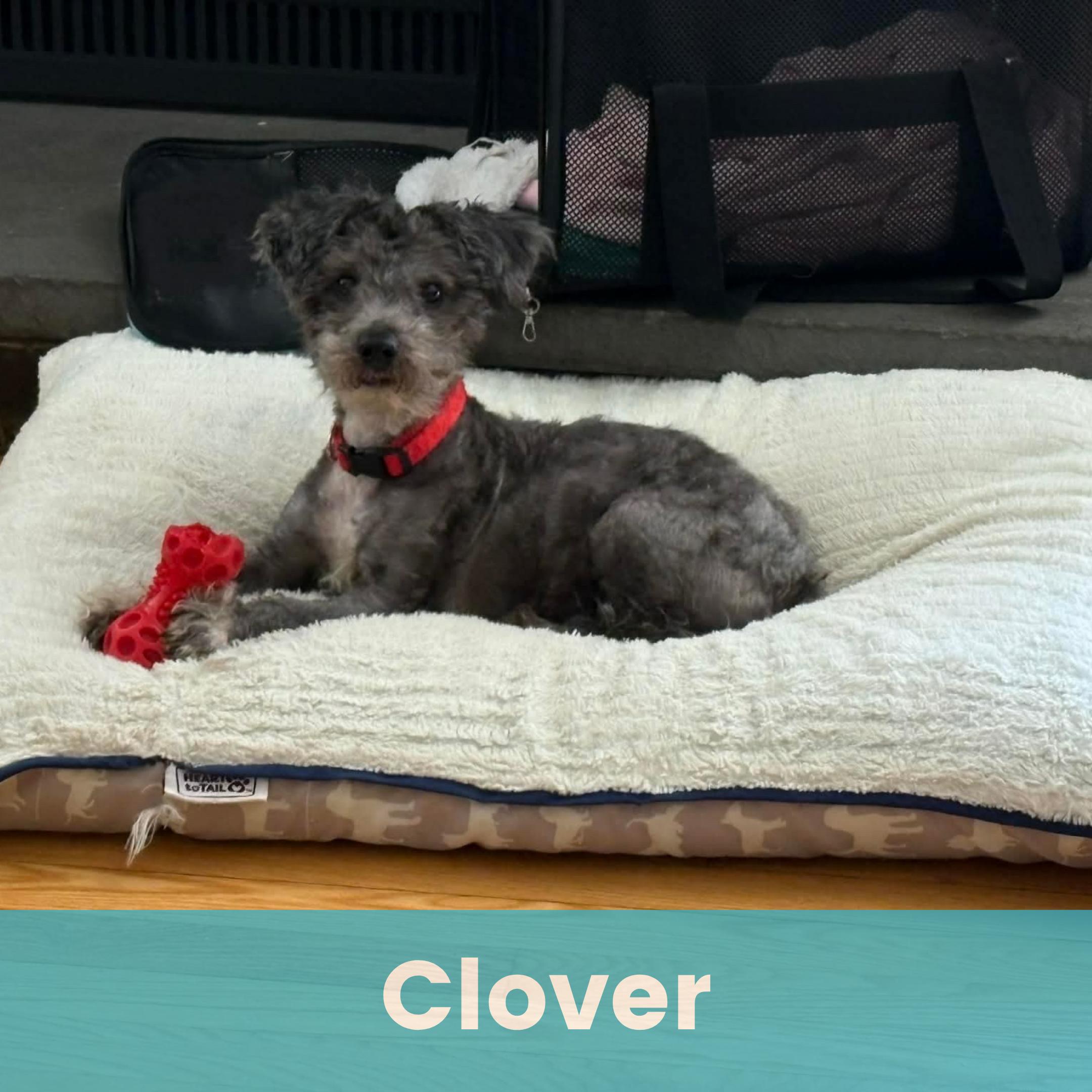 Enlarge Clover, an adopted Mixed Breed in Rochester , NY image 1/2
