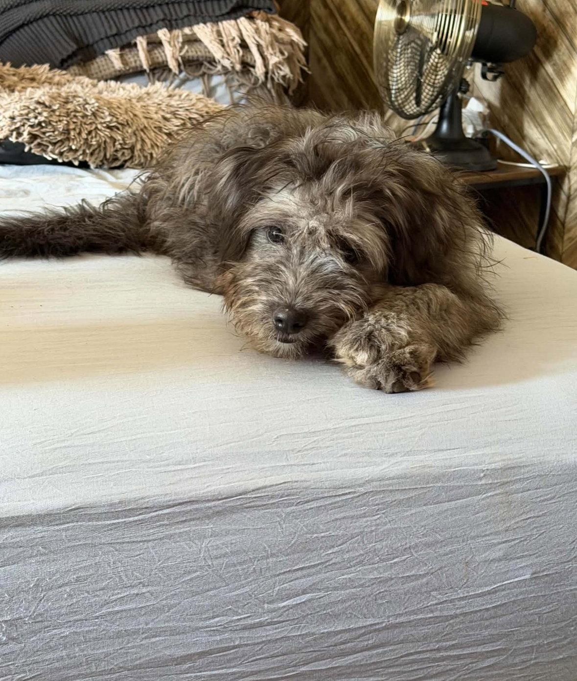 Lilo - ADOPTION IN PROCESS, Adoptable, Young Female Poodle.