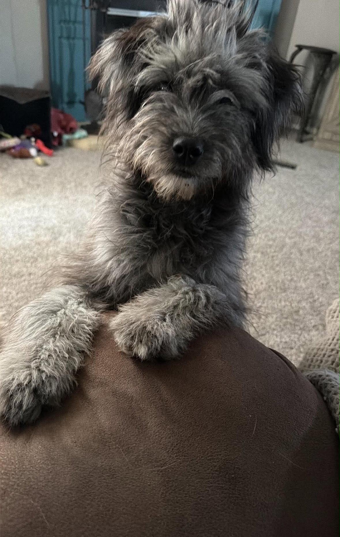 Enlarge Lilo - ADOPTION IN PROCESS, a Adoptable Poodle in Grafton, WI image 2/3