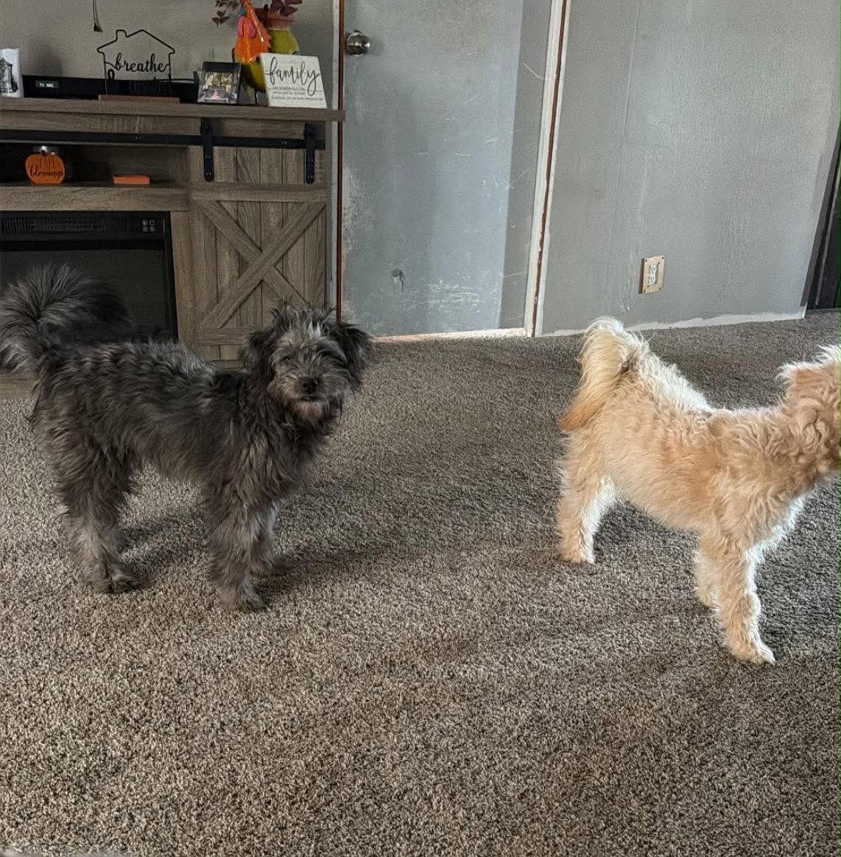 Enlarge Lilo - ADOPTION IN PROCESS, a Adoptable Poodle in Grafton, WI image 3/3