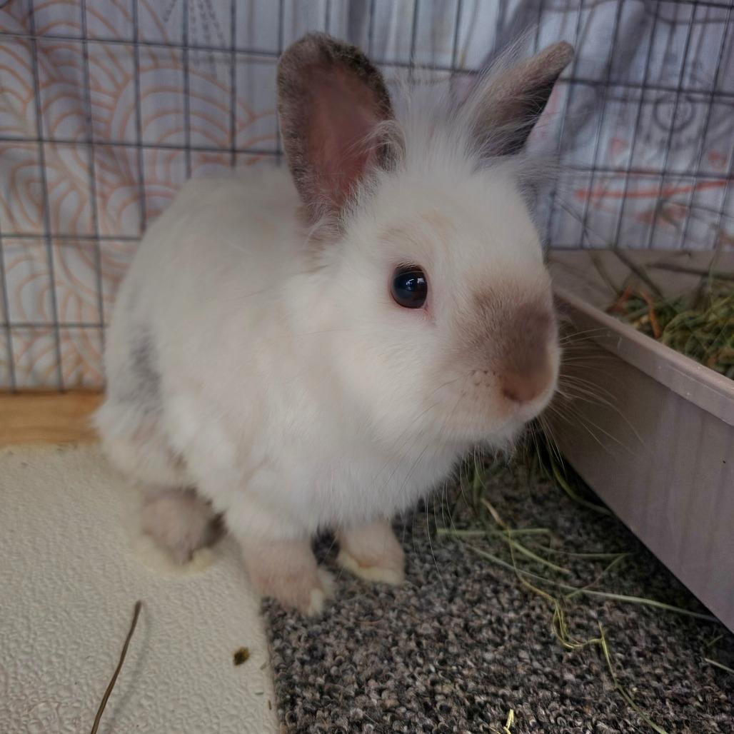 Enlarge Ethan - Chino Hills Location, a Adoptable mixed breed in Chino Hills, CA image 1/6
