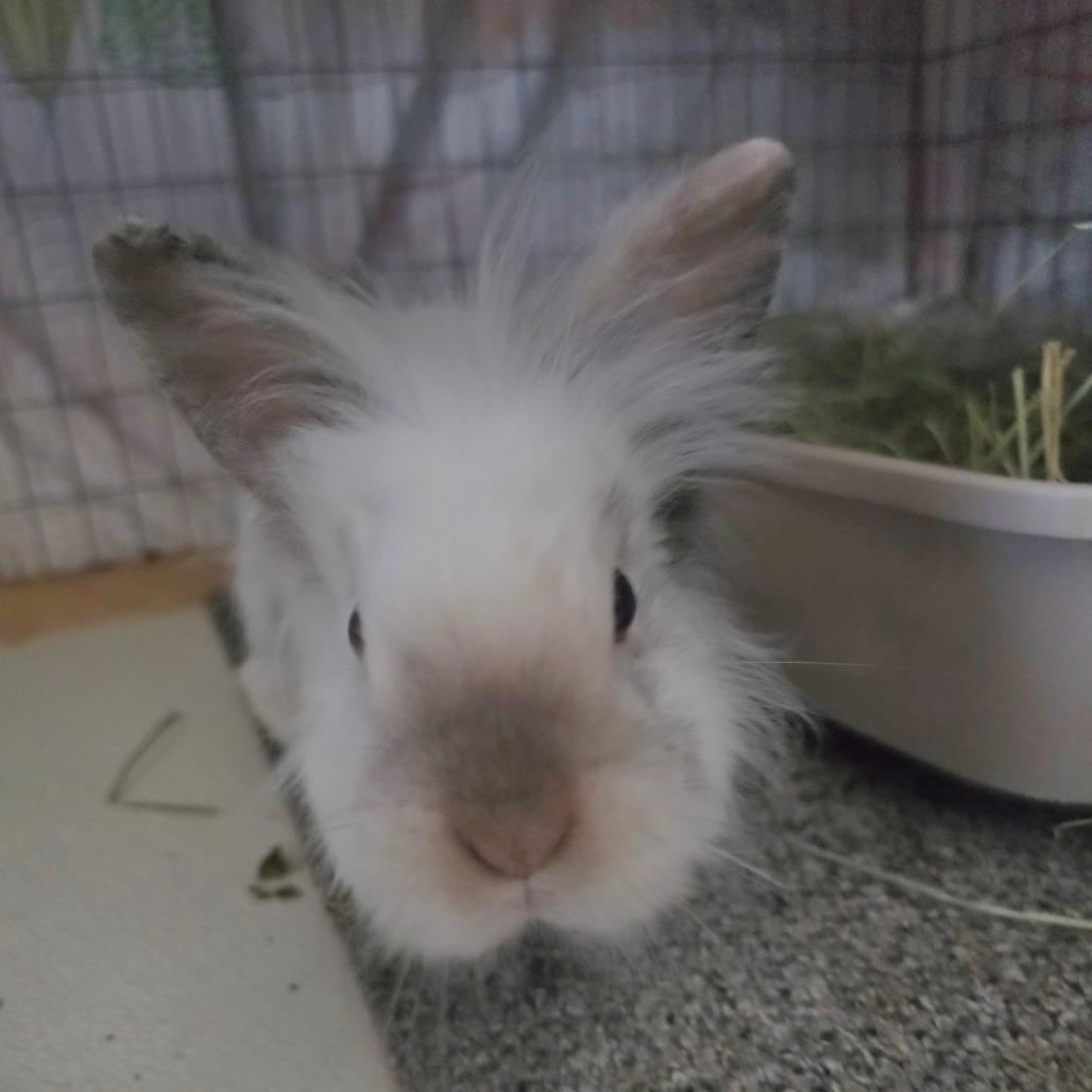 Enlarge Ethan - Chino Hills Location, a Adoptable mixed breed in Chino Hills, CA image 2/6
