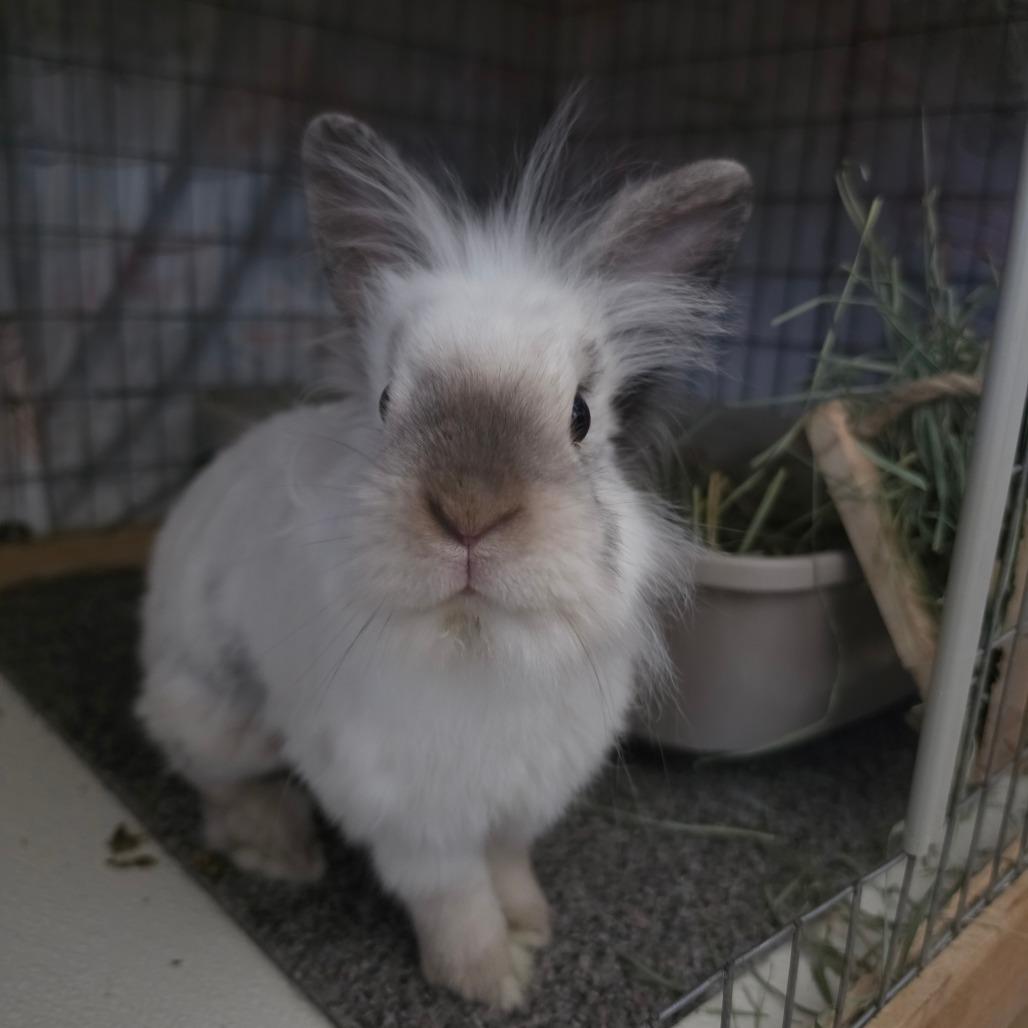 Enlarge Ethan - Chino Hills Location, a Adoptable mixed breed in Chino Hills, CA image 3/6