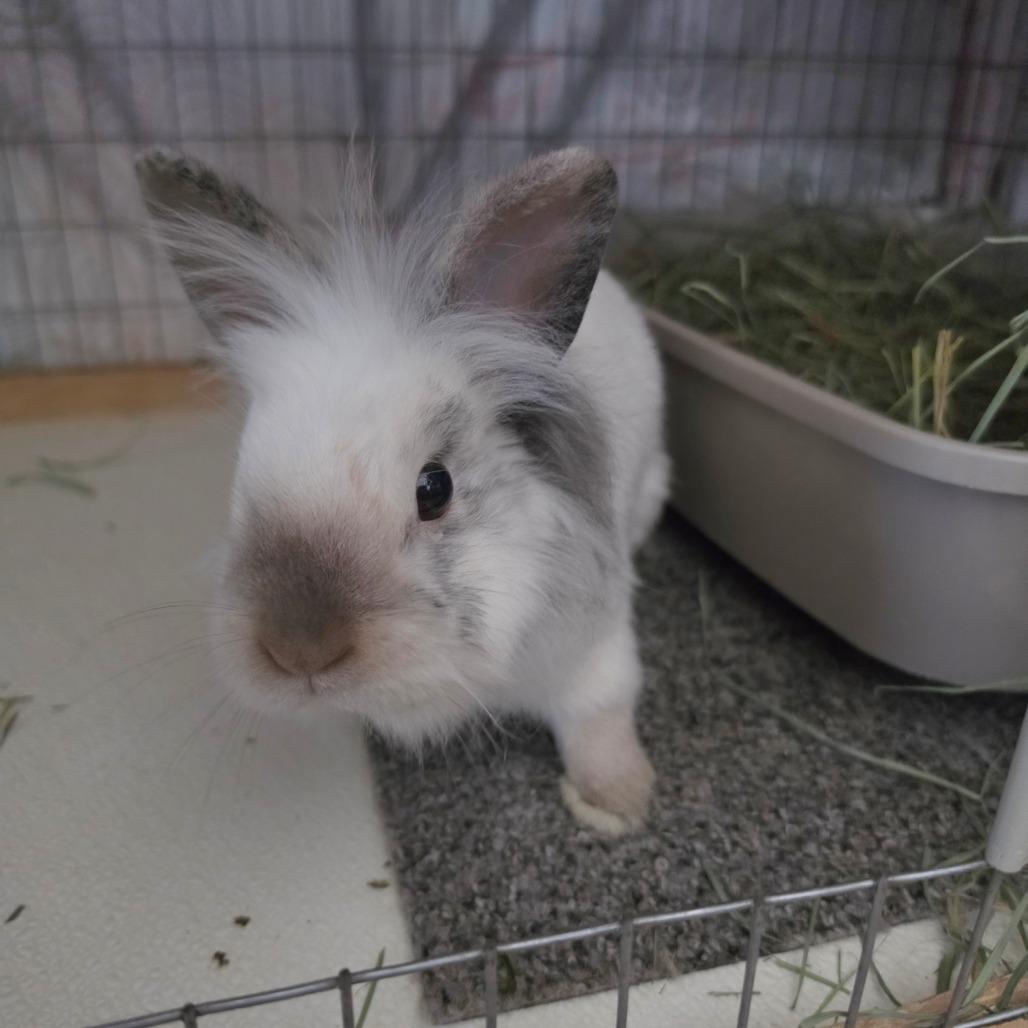 Enlarge Ethan - Chino Hills Location, a Adoptable mixed breed in Chino Hills, CA image 5/6