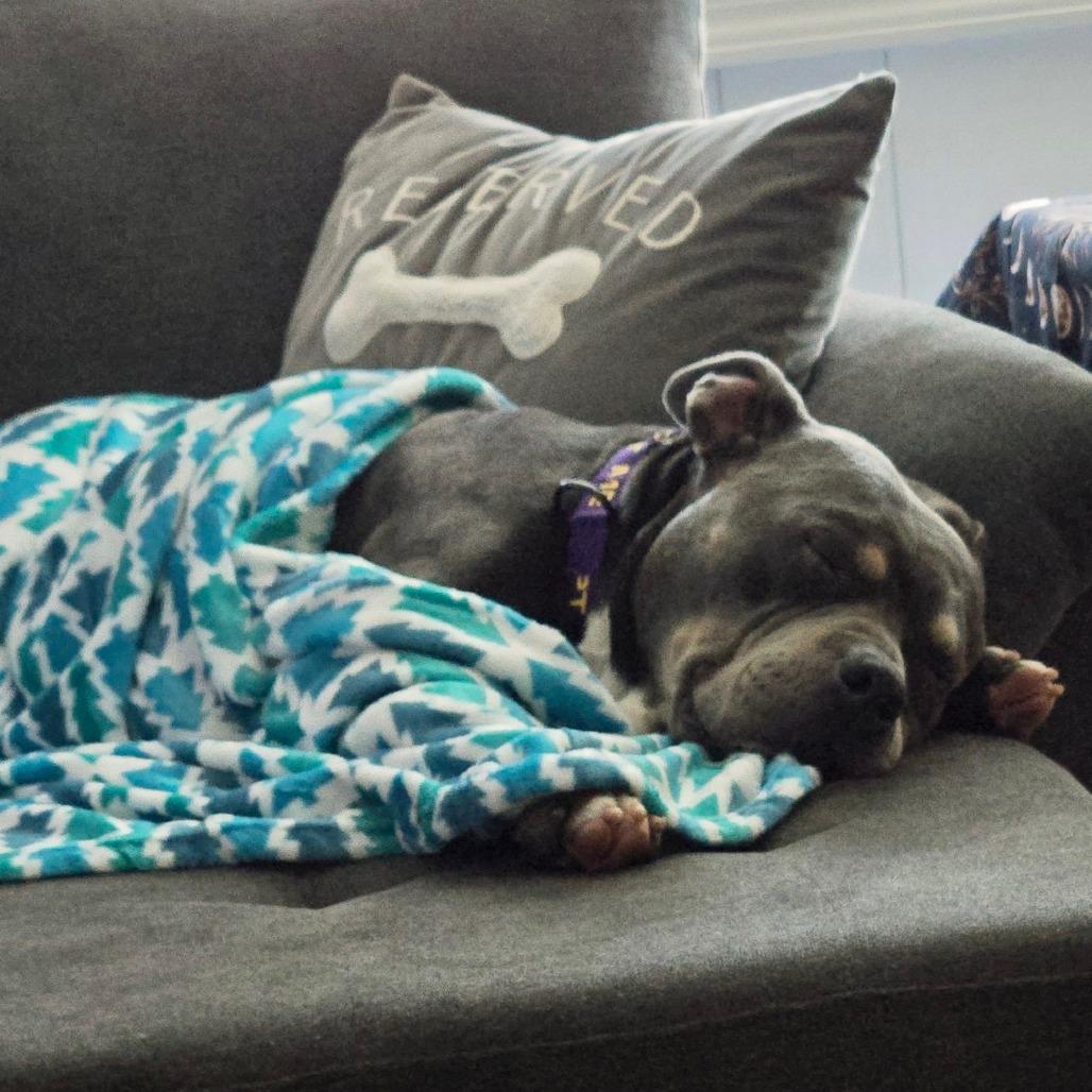 Professor Charles Xavier, Adoptable, Adult Male American Bulldog.