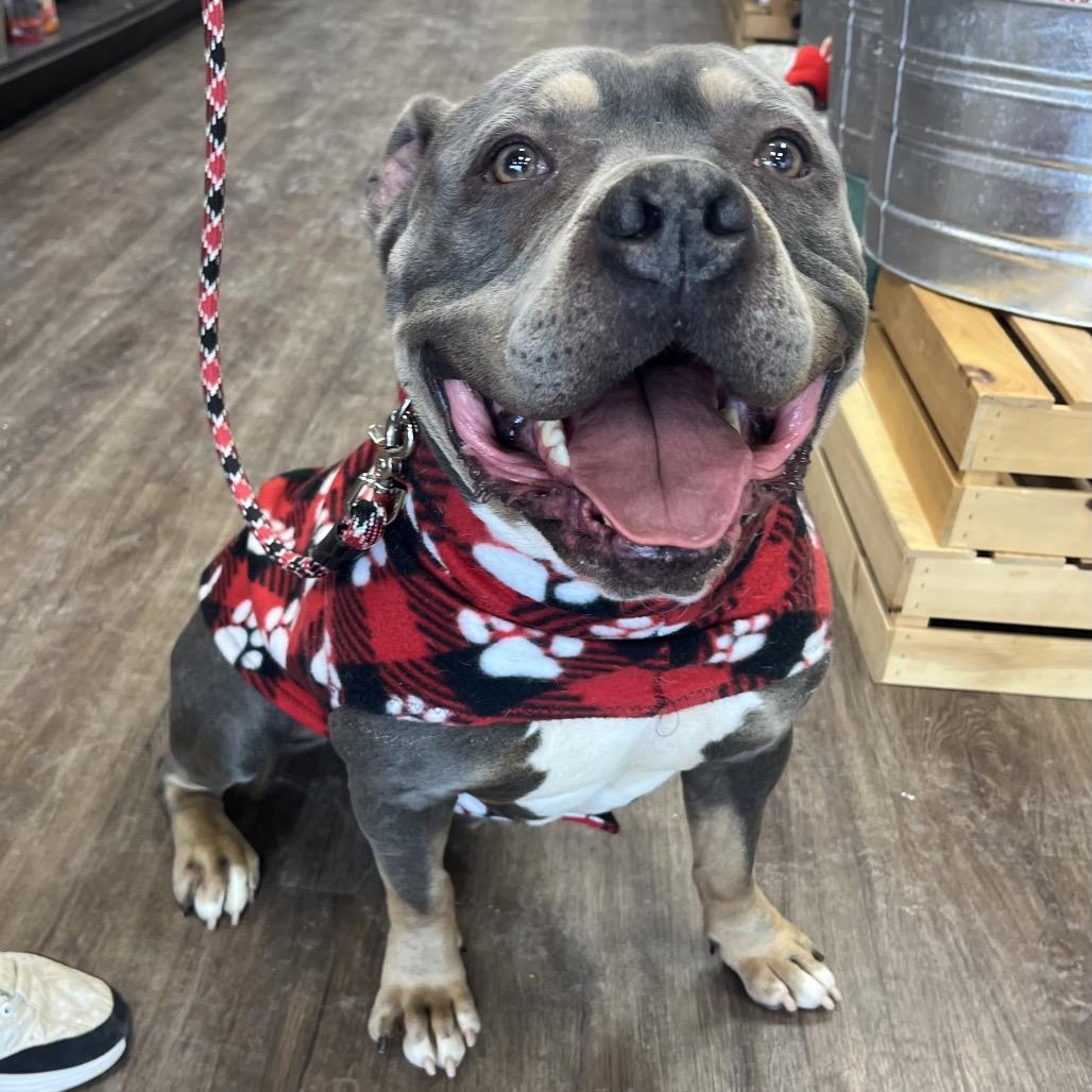 Professor Charles Xavier, a Adoptable mixed breed in Mooresville, IN image 2/6