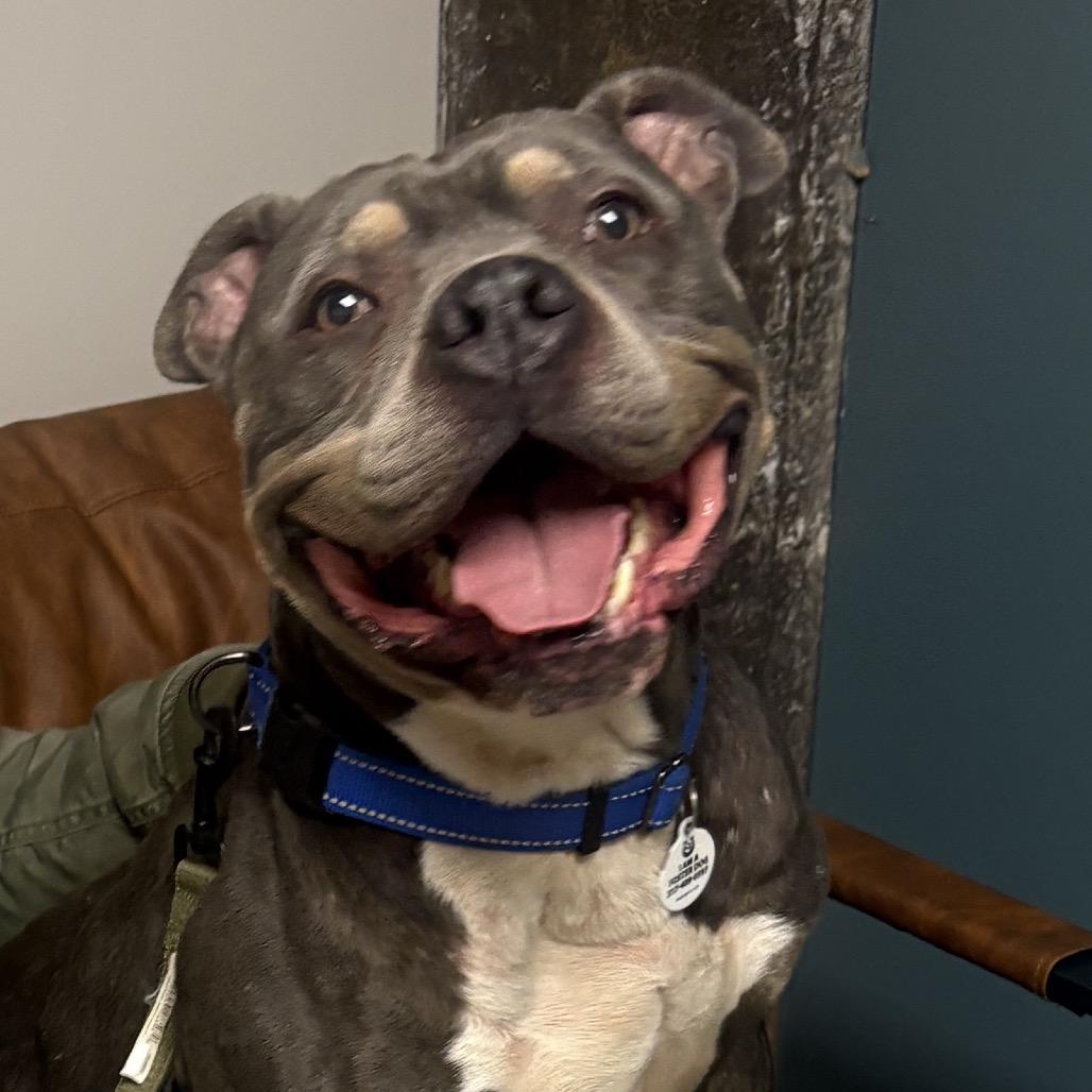 Enlarge Professor Charles Xavier, a Adoptable mixed breed in Mooresville, IN image 2/5