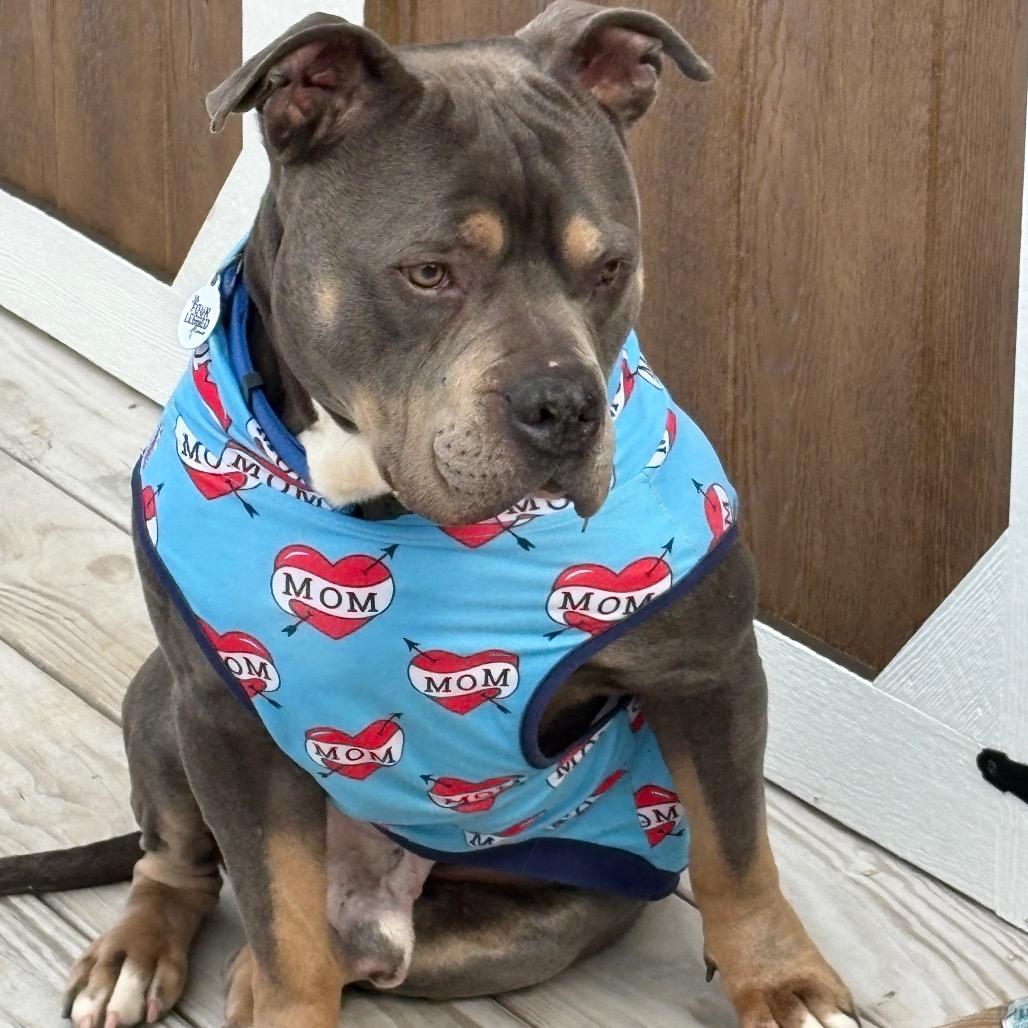 Enlarge Professor Charles Xavier, a Adoptable mixed breed in Mooresville, IN image 3/5