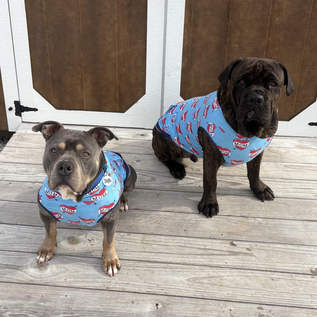 Enlarge Professor Charles Xavier, a Adoptable mixed breed in Mooresville, IN image 4/5