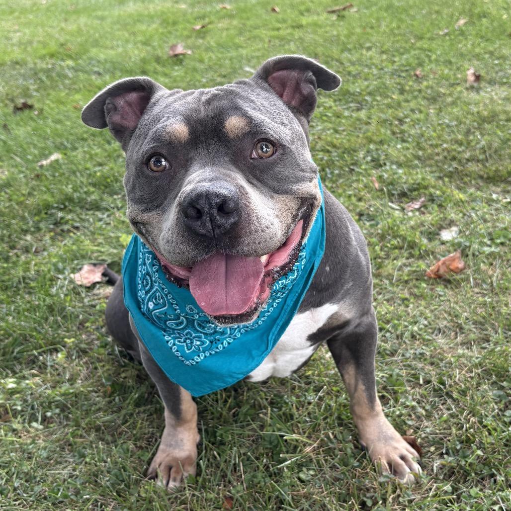 Enlarge Professor Charles Xavier, a Adoptable mixed breed in Mooresville, IN image 5/5