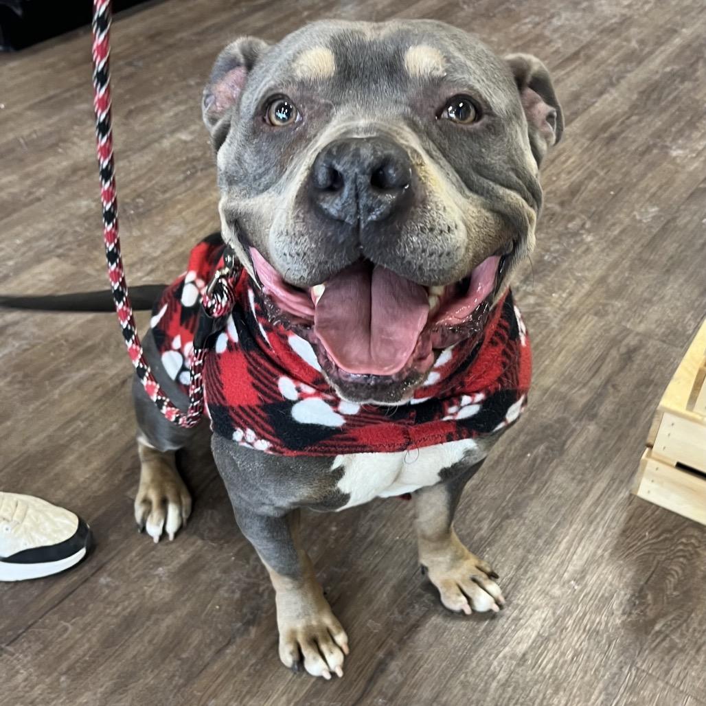 Enlarge Professor Charles Xavier, a Adoptable mixed breed in Mooresville, IN image 6/6