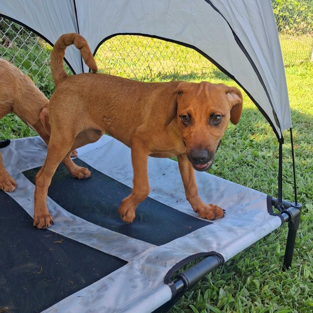 Baxter, Adoptable, Puppy Male Terrier & Mixed Breed.