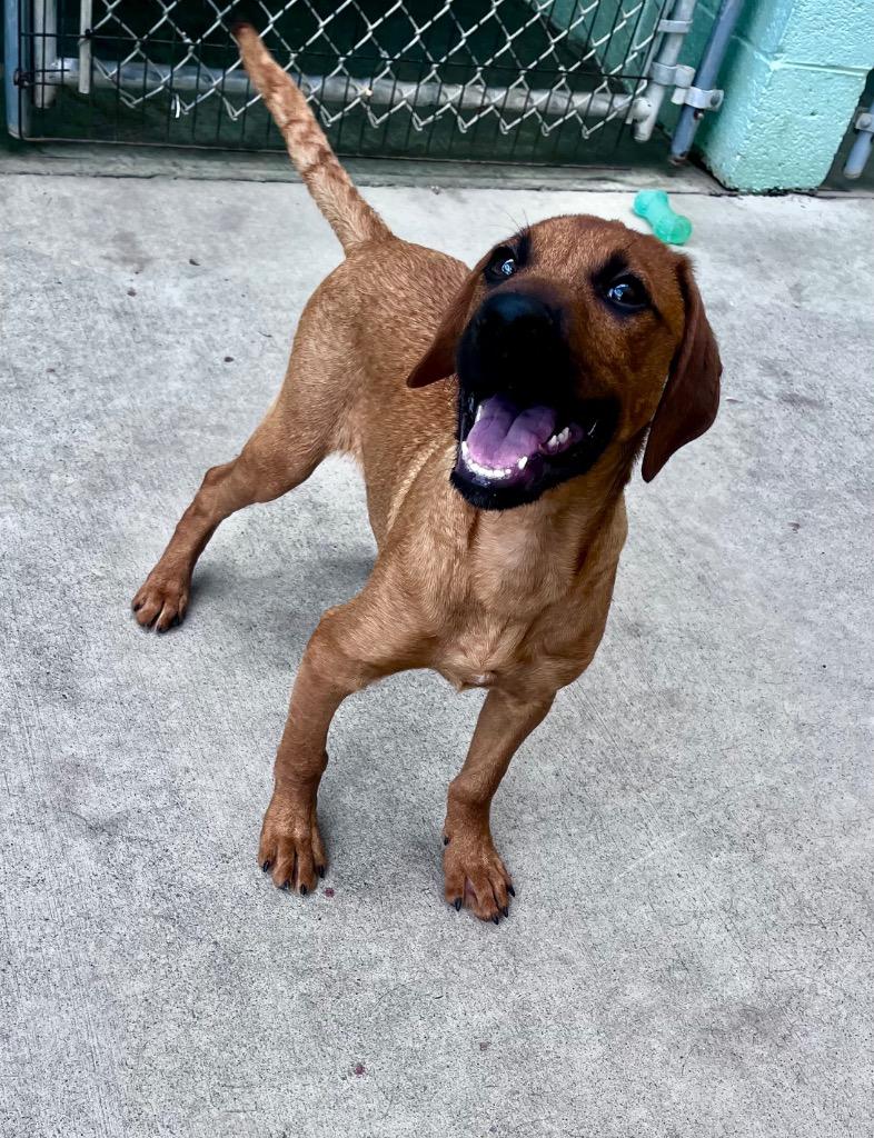 Enlarge Baxter, a Adoptable mixed breed in Blountville, TN image 2/6