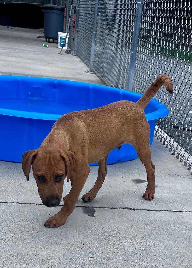 Enlarge Baxter, a Adoptable mixed breed in Blountville, TN image 3/6