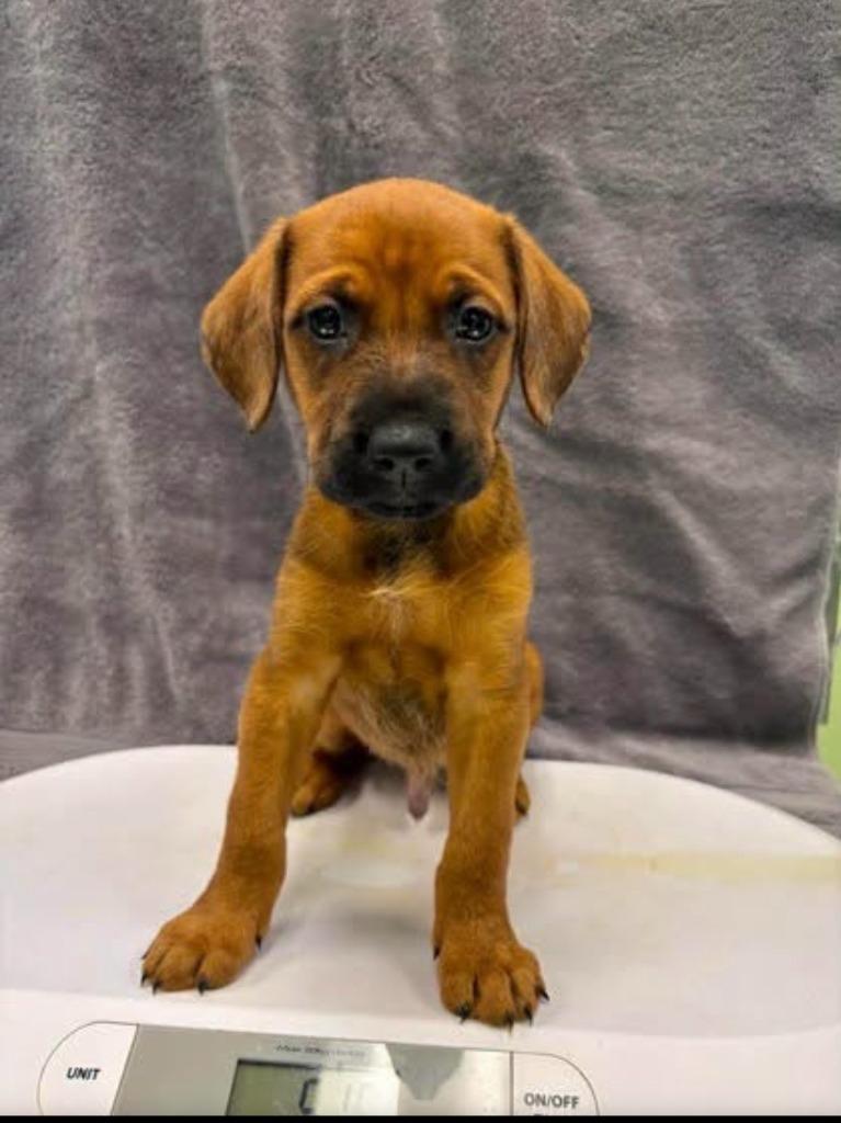 Enlarge Baxter, a Adoptable mixed breed in Blountville, TN image 4/6