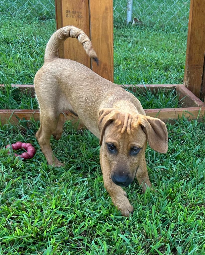 Enlarge Baxter, a Adoptable mixed breed in Blountville, TN image 5/6