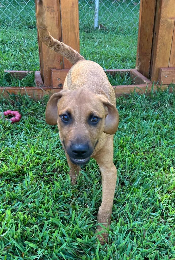 Enlarge Baxter, a Adoptable mixed breed in Blountville, TN image 6/6
