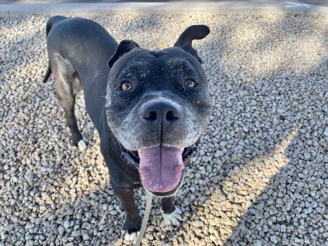 LANCE, Adoptable, Adult Male Pit Bull Terrier.