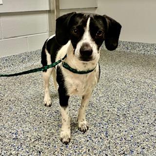 Luna, ADOPTABLE, Young Female Miniature Dachshund & Chiweenie.