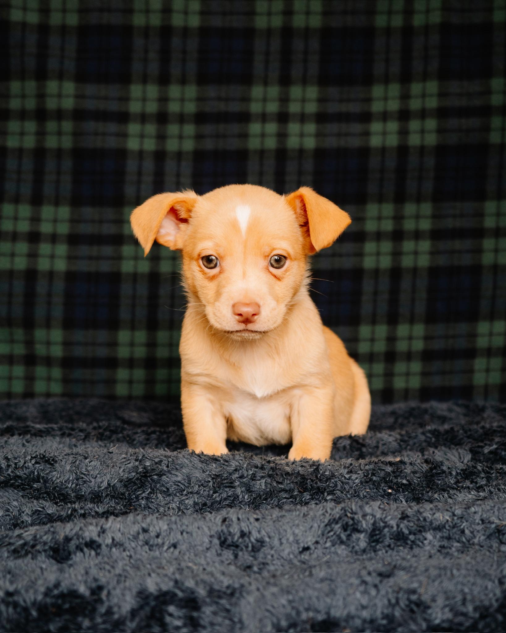 Enlarge Stephen, a ADOPTABLE mixed breed in Simsbury, CT image 1/1
