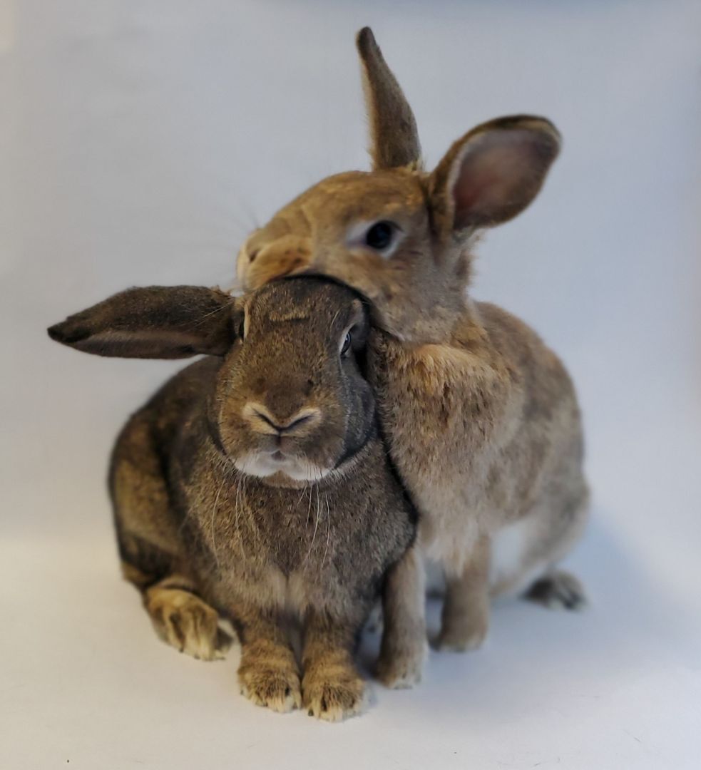 Strawberry & Juneberry, a Adoptable American in Los Angeles, CA image 1/9