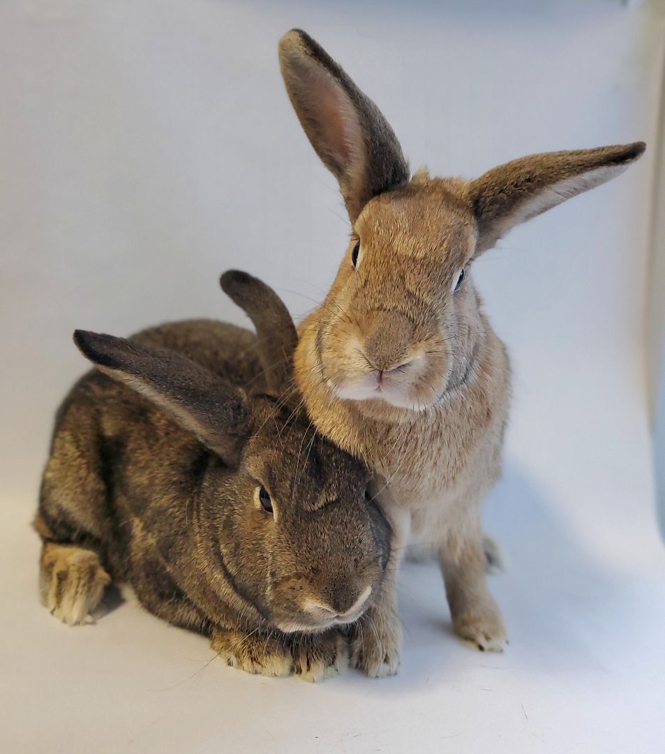 Strawberry & Juneberry, a Adoptable American in Los Angeles, CA image 3/9