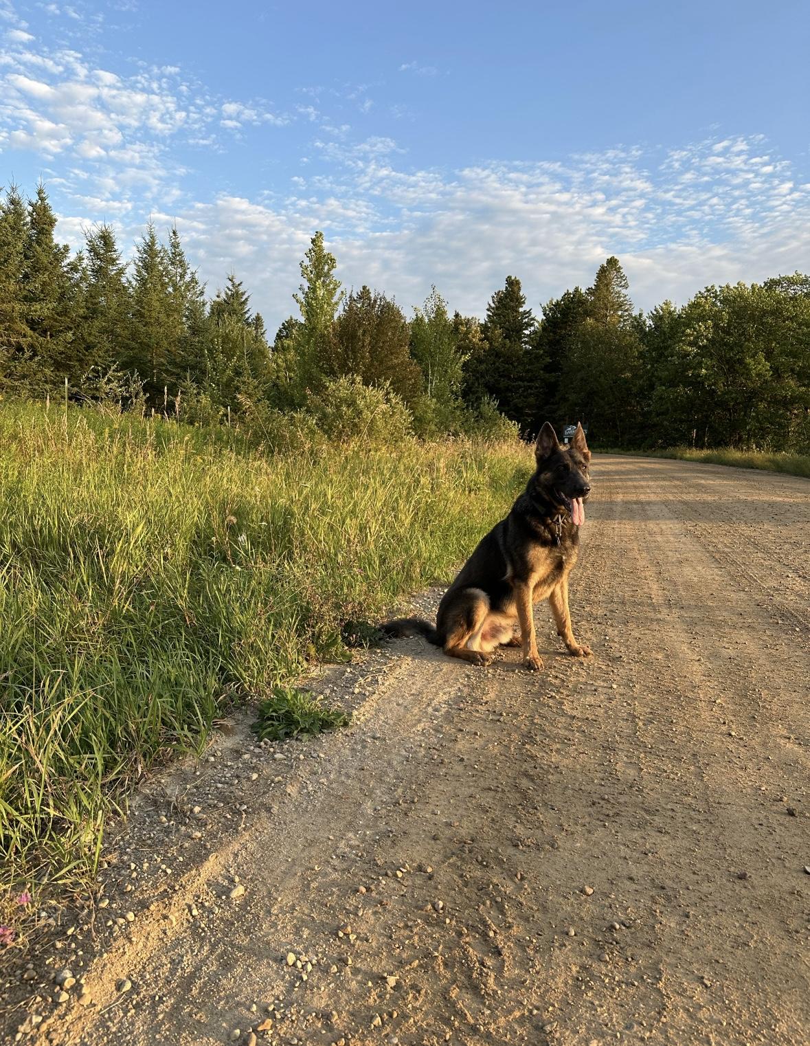 Enlarge Valor, a Adoptable German Shepherd Dog in Indianapolis, IN image 2/3