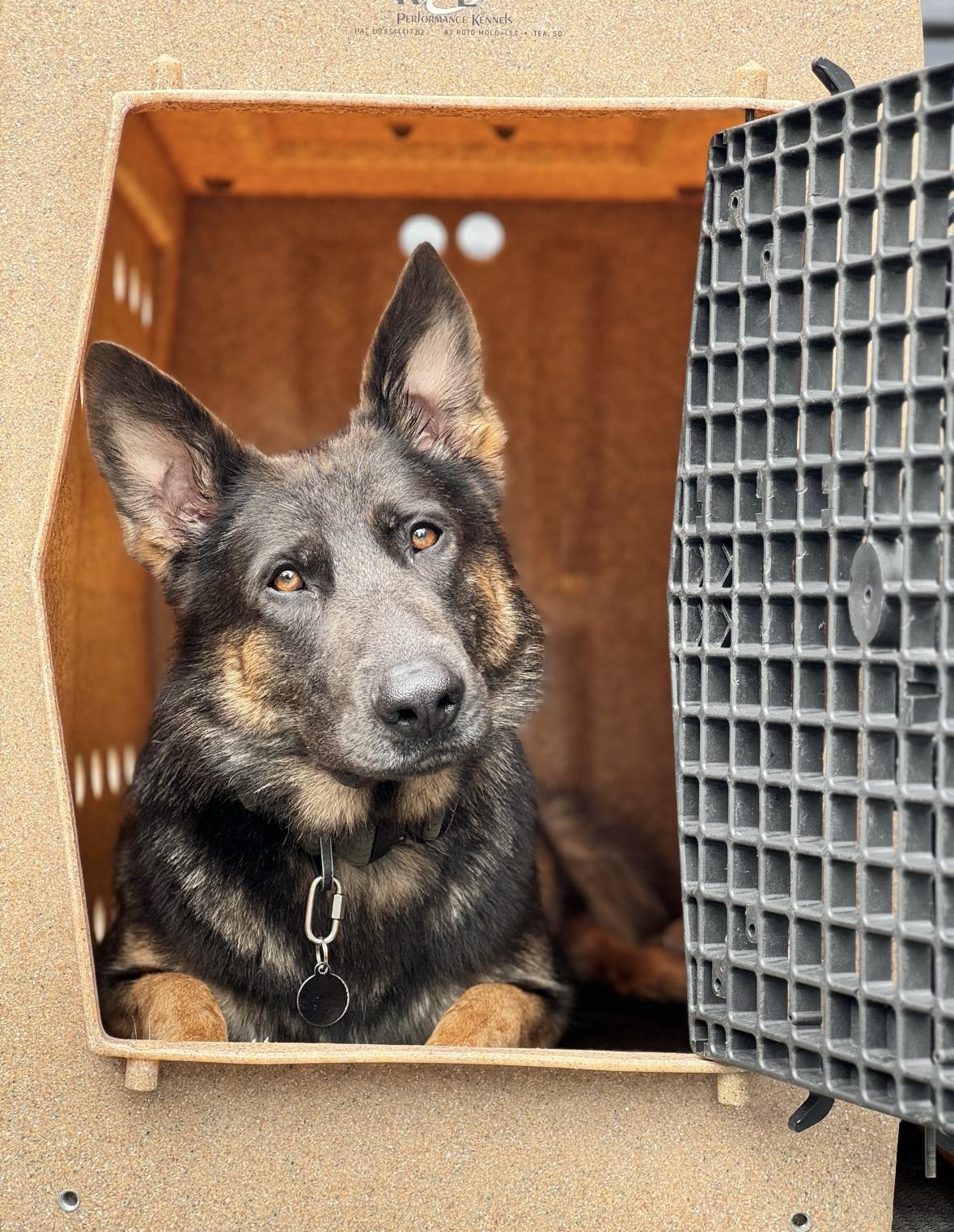 Enlarge Valor, a Adoptable German Shepherd Dog in Indianapolis, IN image 1/3