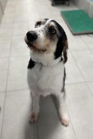 Nutmeg, an adopted mixed breed in Keswick, ON image 3/3