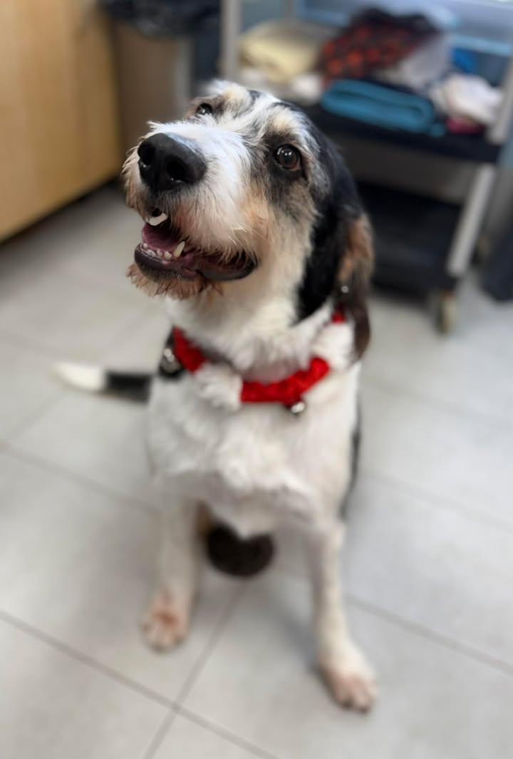 Nutmeg, adopted, Adult Female Wirehaired Pointing Griffon.