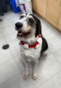 Nutmeg, an adopted mixed breed in Keswick, ON image 2/3