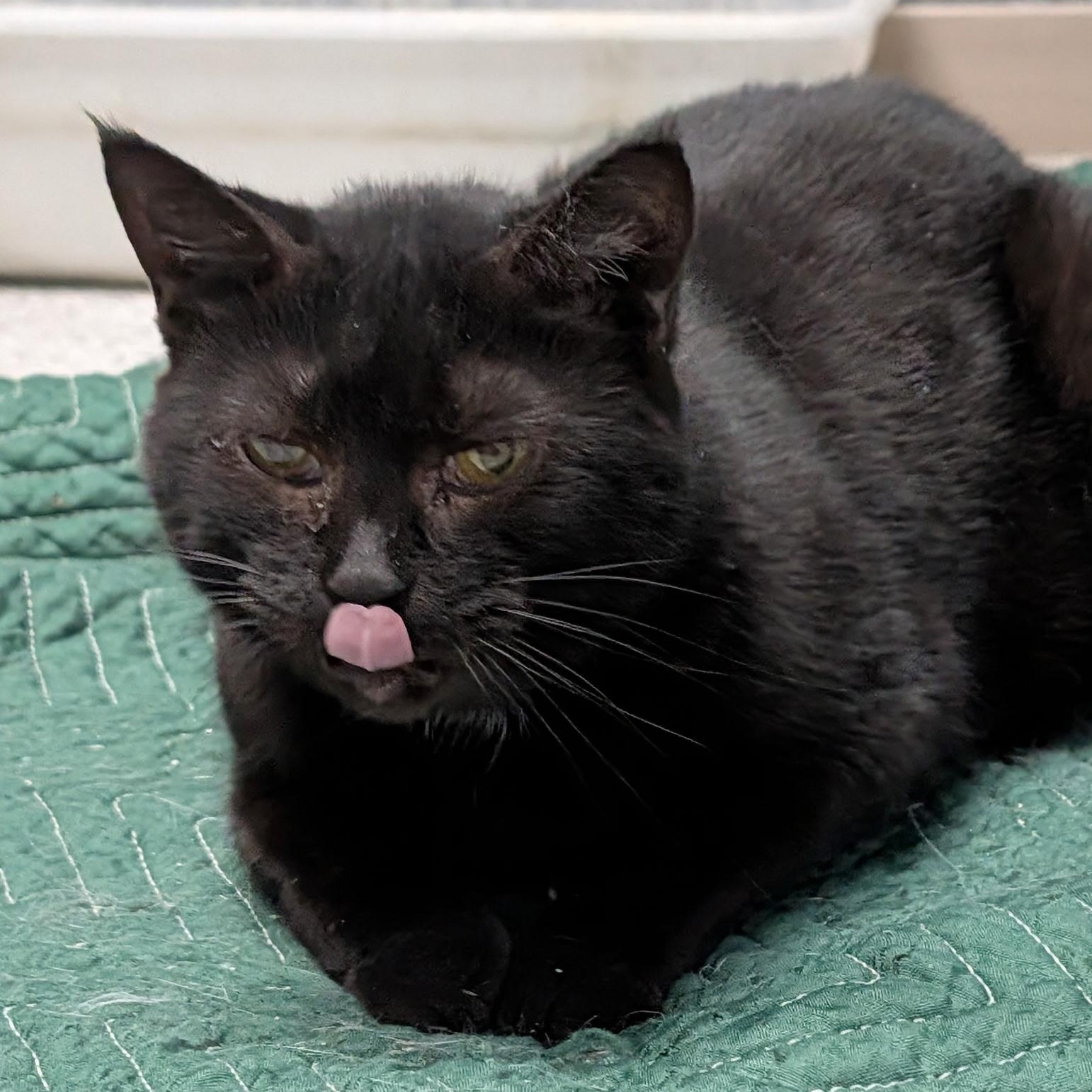 Enlarge Tina Turner, a Adoptable Domestic Short Hair in Wilmington, OH image 2/5