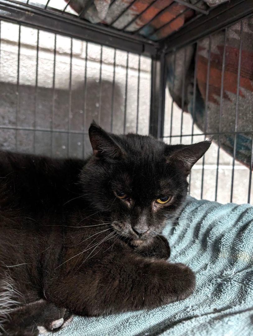 Tina Turner, a Adoptable Domestic Short Hair in Wilmington, OH image 2/3