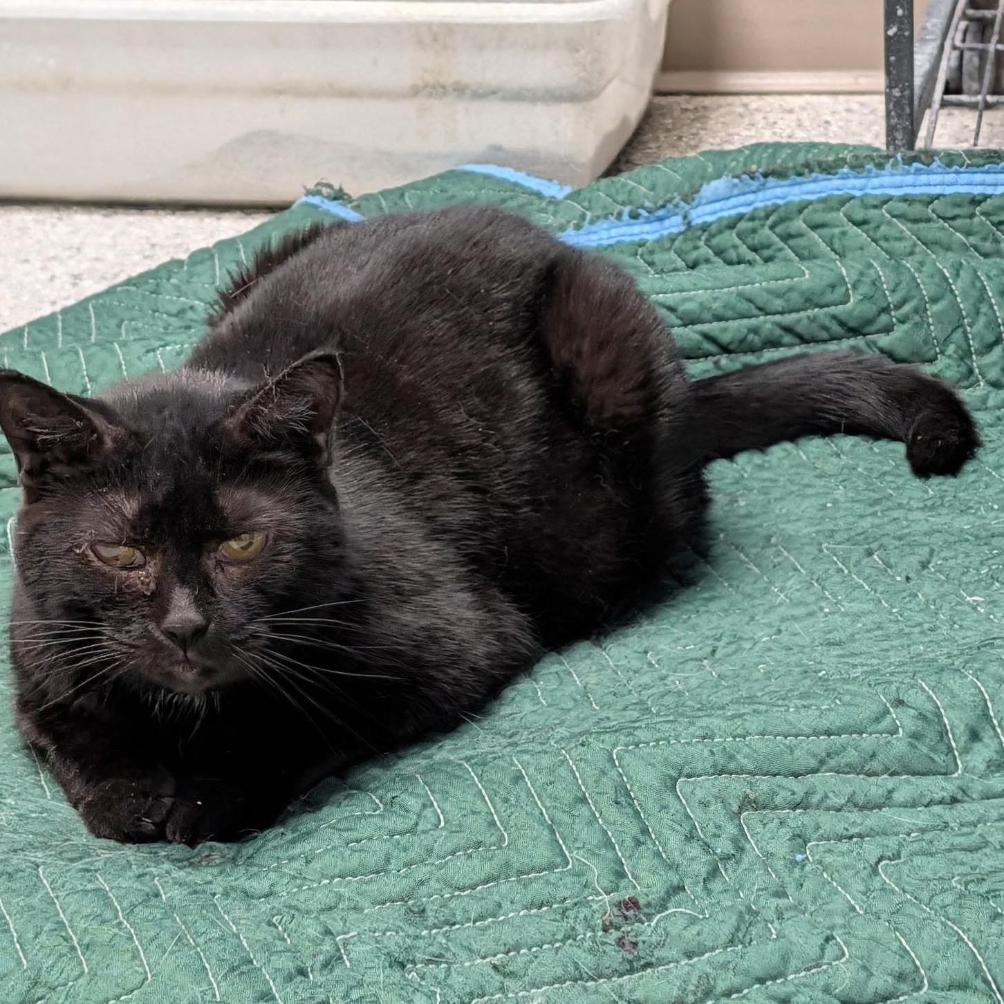 Enlarge Tina Turner, a Adoptable Domestic Short Hair in Wilmington, OH image 1/5