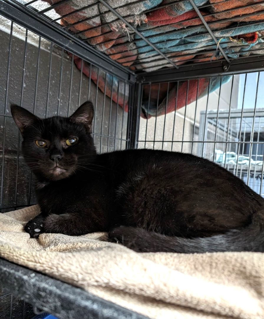 Tina Turner, a Adoptable Domestic Short Hair in Wilmington, OH image 1/3