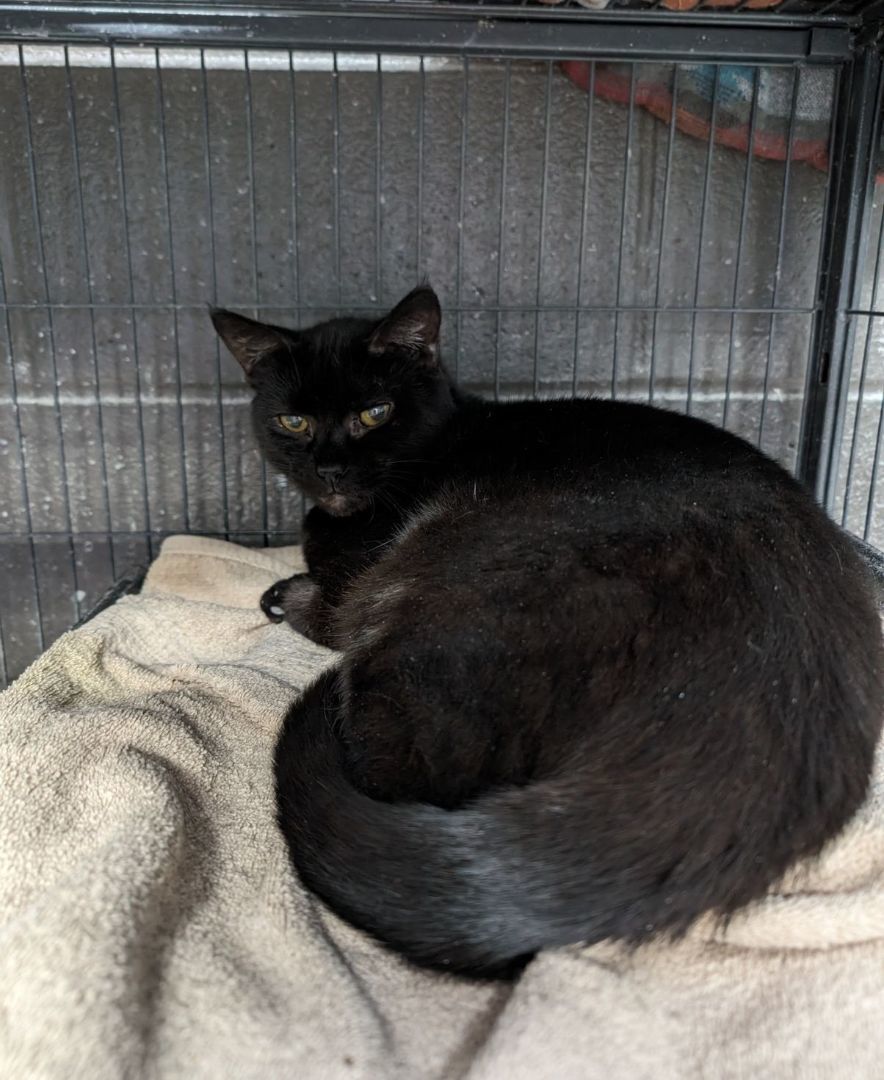 Tina Turner, a Adoptable Domestic Short Hair in Wilmington, OH image 3/3