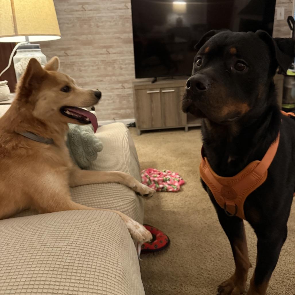 Enlarge Gizmo, a Adoptable Rottweiler in Springboro, OH image 1/6