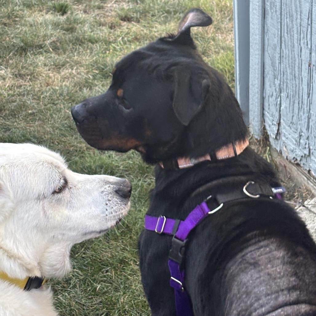 Enlarge Gizmo, a Adoptable Rottweiler in Springboro, OH image 2/6