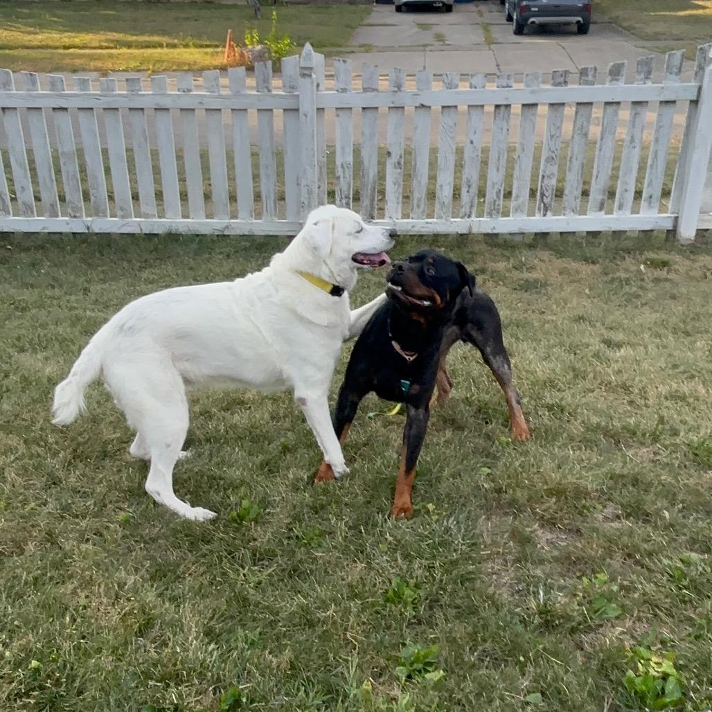 Enlarge Gizmo, a Adoptable Rottweiler in Springboro, OH image 3/6